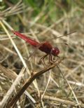 Crocothemis erythraea